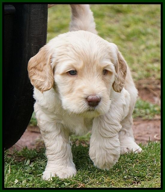 Dreamer Cash Pups 5 wks old 121