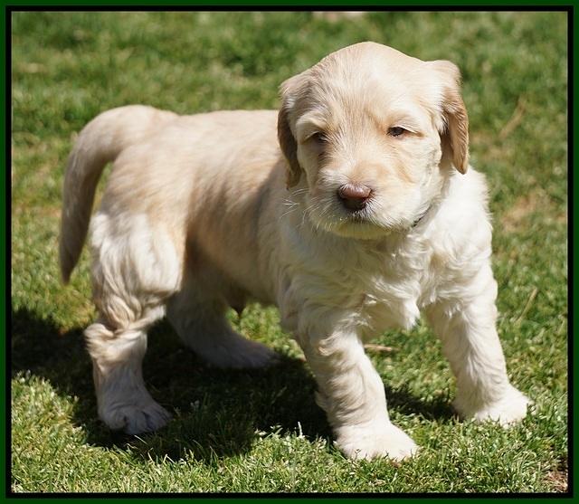Dreamer Cash Pups 5 wks old 131
