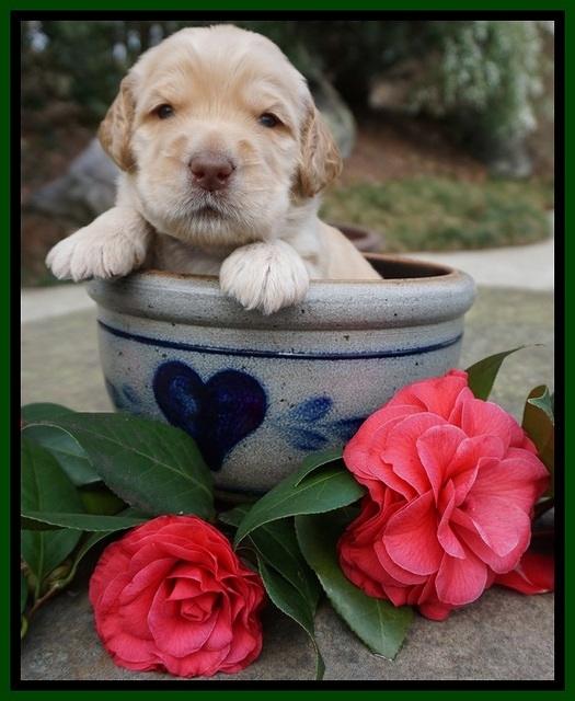 Dreamer Cash pups 3 wks old 141