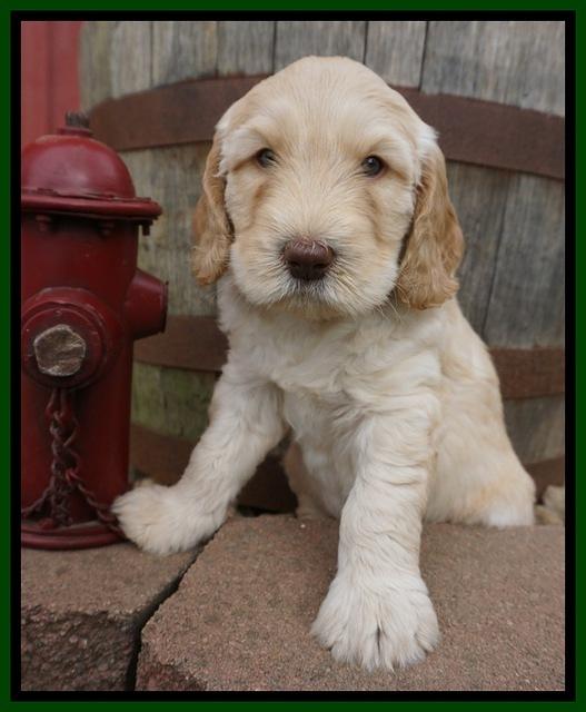 Dreamer Cash pups 6 weeks old 111
