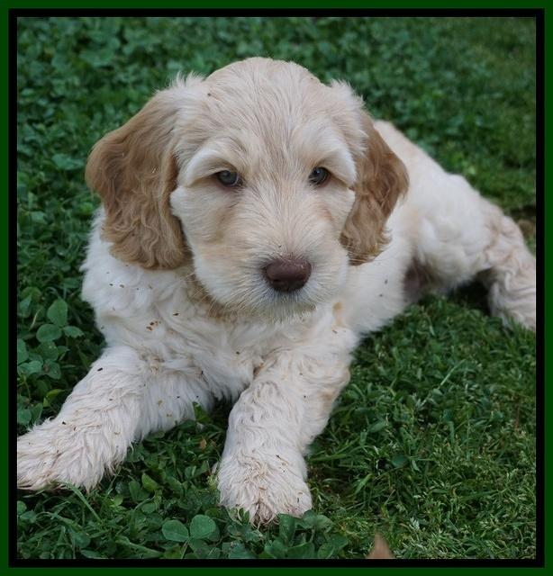 Dreamer Cash pups 7 weeks old 171