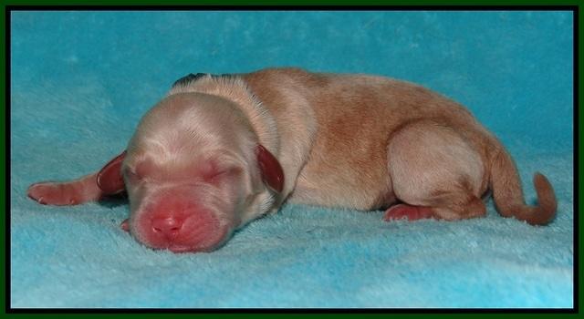 Dreamer and Cash newoborn pupa 81