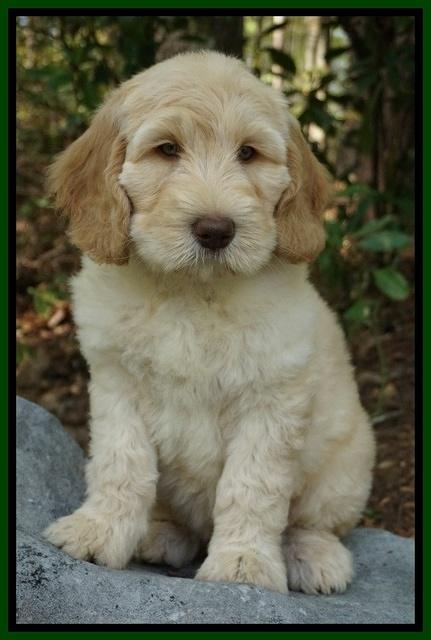 Dreamer cash pups 8 wks old 7100