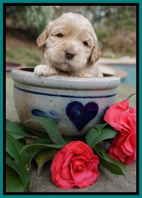 Dreamer Cash pups 3 wks old 161