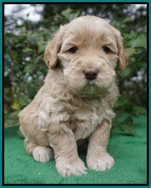 Dreamer Cash pups 4 wks old 131