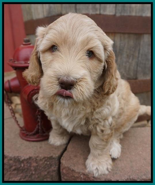 Dreamer Cash pups 6 weeks old 131