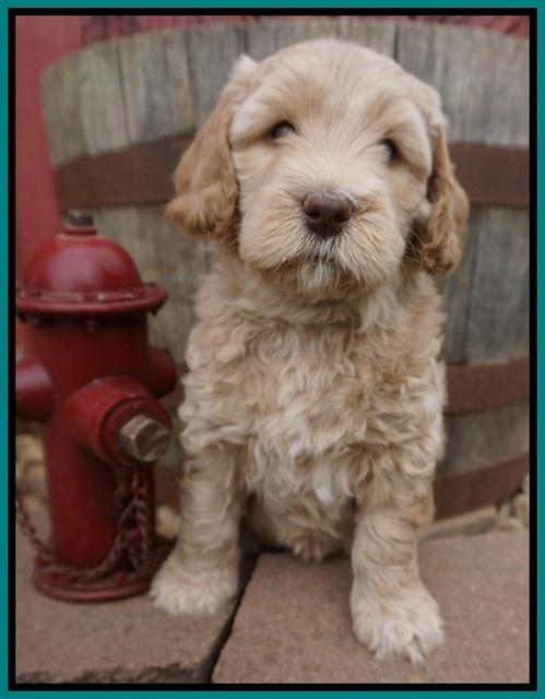 Dreamer Cash pups 6 weeks old 141