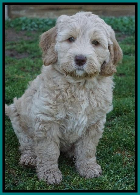 Dreamer Cash pups 7 weeks old 211