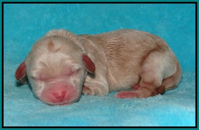 Dreamer and Cash newoborn pupa 101