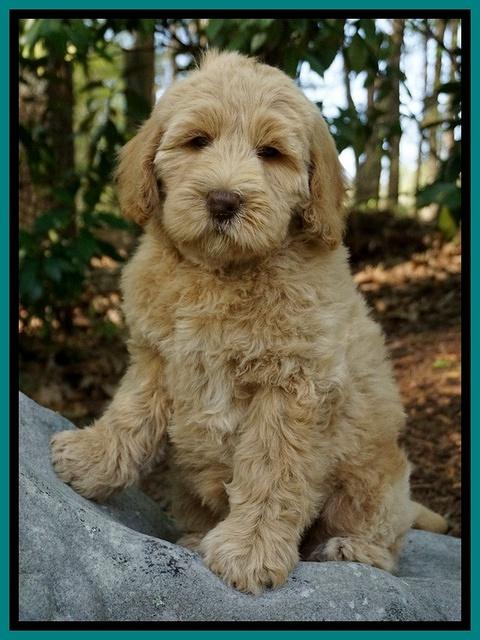 Dreamer cash pups 8 wks old 3100