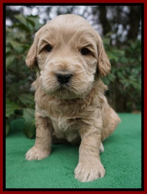 Dreamer Cash pups 4 wks old 181