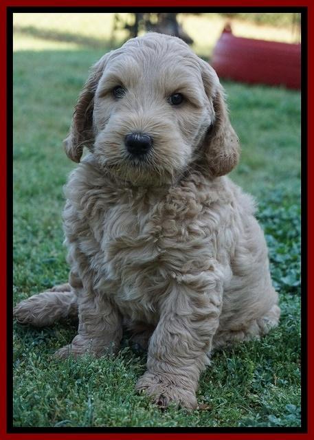 Dreamer Cash pups 7 weeks old 241