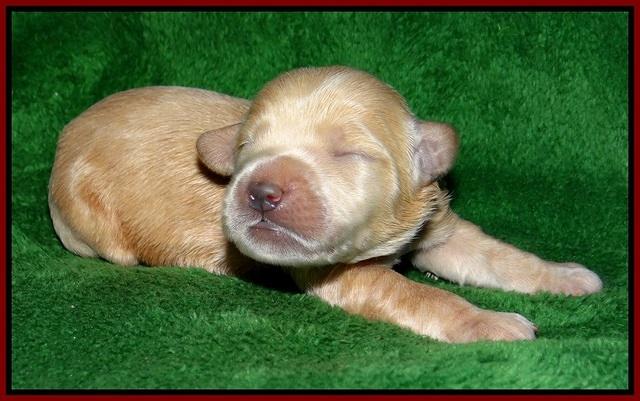 Dreamer cash pups 1 wk old 111