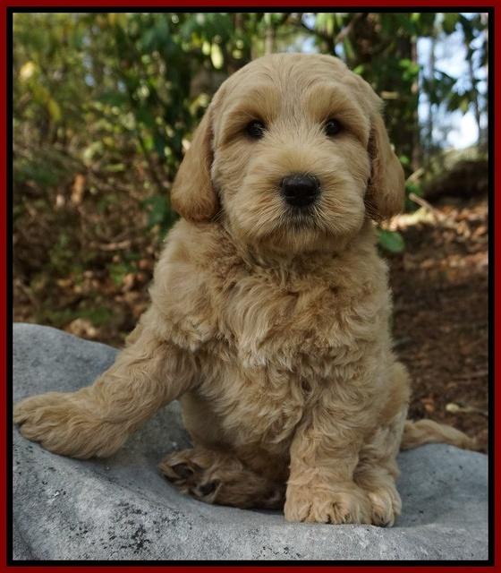 Dreamer cash pups 8 wks old 572