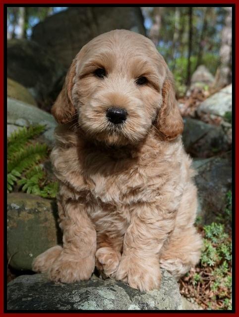 Dreamer cash pups 8 wks old 872