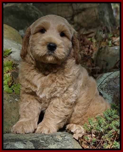 Dreamer cash pups 8 wks old 972