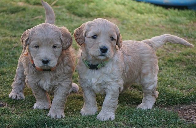 Dreamer Cash Pups 5 wks old 2462