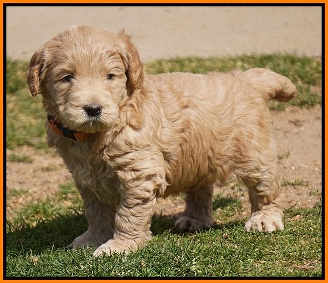 Dreamer Cash Pups 5 wks old 261