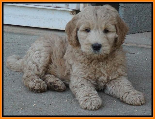 Dreamer Cash pups 7 weeks old 301