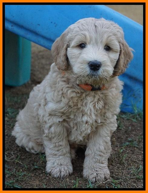 Dreamer Cash pups 7 weeks old 311