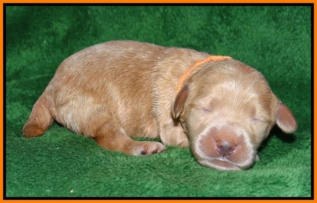 Dreamer cash pups 1 wk old 131