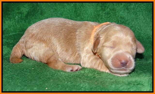 Dreamer cash pups 1 wk old 141