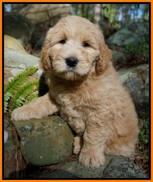 Dreamer cash pups 8 wks old 172
