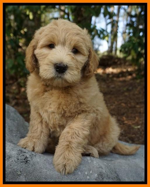 Dreamer cash pups 8 wks old 372