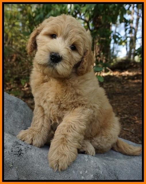 Dreamer cash pups 8 wks old 472
