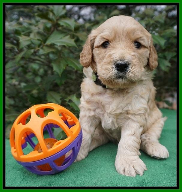 Dreamer Cash pups 4 wks old 251