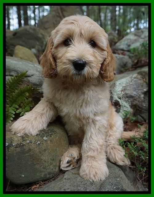 Dreamer Cash pups 6 weeks old 11200