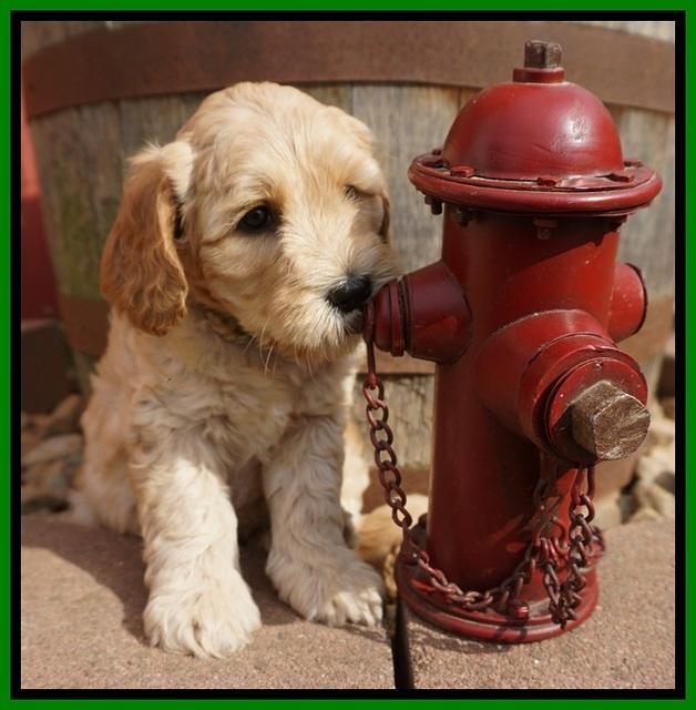 Dreamer Cash pups 6 weeks old 241