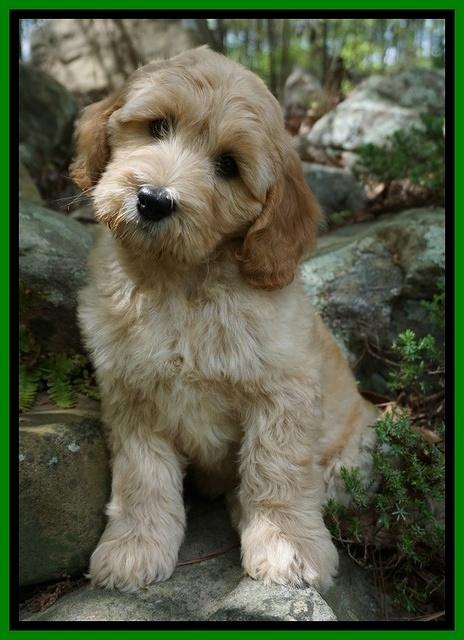 Dreamer Cash pups 6 weeks old 8200