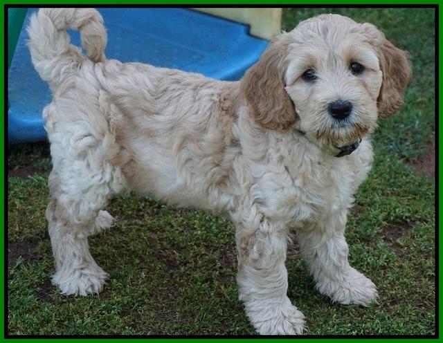 Dreamer Cash pups 7 weeks old 331