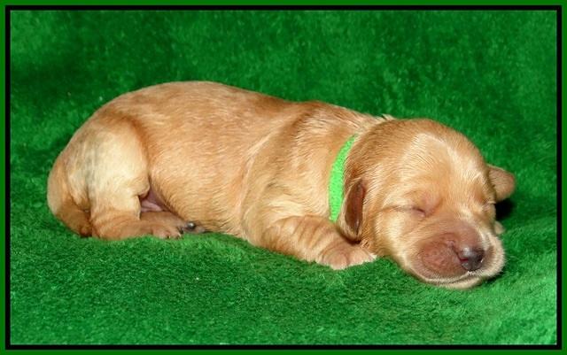 Dreamer cash pups 1 wk old 151