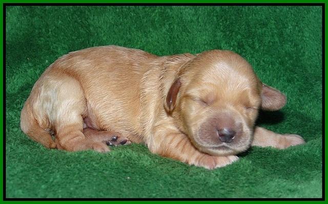 Dreamer cash pups 1 wk old 161
