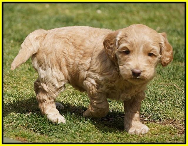 Dreamer Cash Pups 5 wks old 311