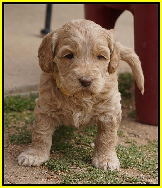 Dreamer Cash Pups 5 wks old 331