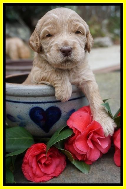 Dreamer Cash pups 3 wks old 311