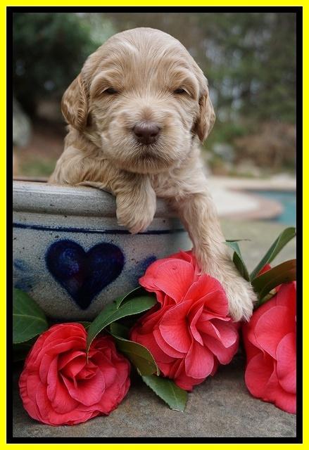 Dreamer Cash pups 3 wks old 321