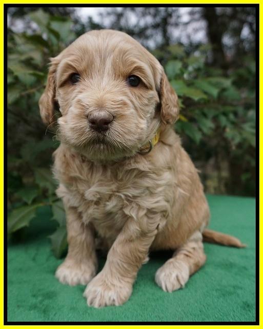 Dreamer Cash pups 4 wks old 261