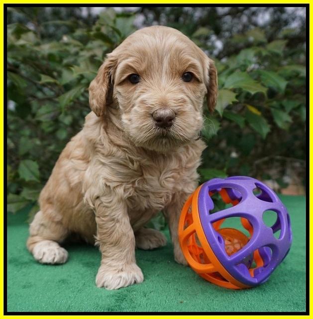 Dreamer Cash pups 4 wks old 281