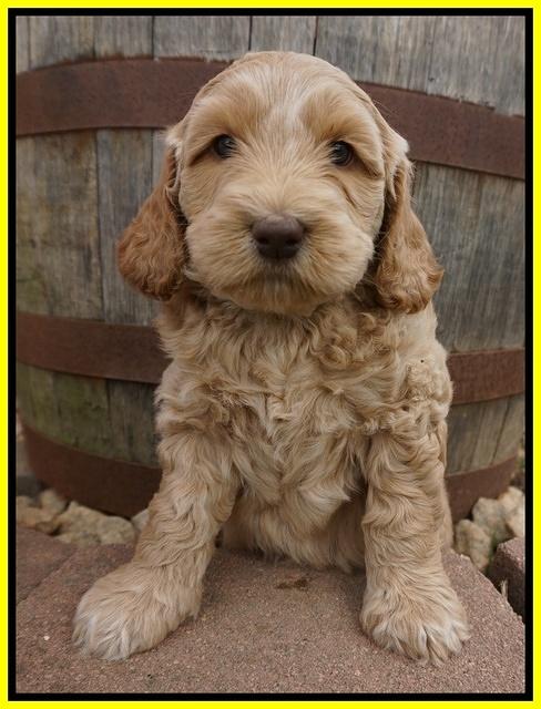 Dreamer Cash pups 6 weeks old 271