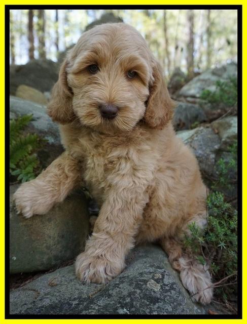Dreamer Cash pups 8 weeks old 51