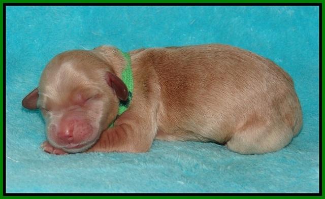 Dreamer and Cash newoborn pupa 171