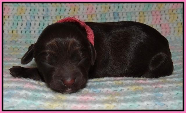 Fanny Deacon newborn 11
