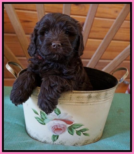 Fanny Deacon pups 6 wks old 11