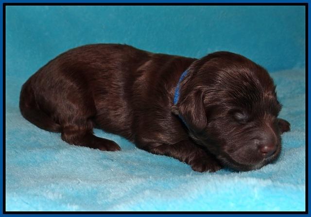 Fanny Deacon pups 1 week old 101