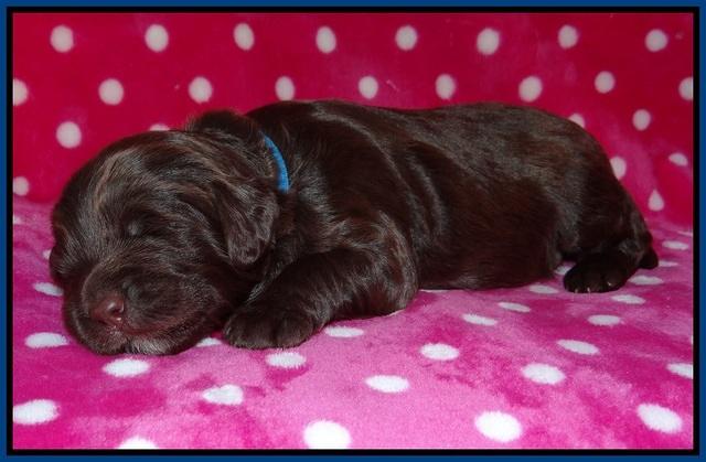 Fanny Deacon pups 2 wks old 21