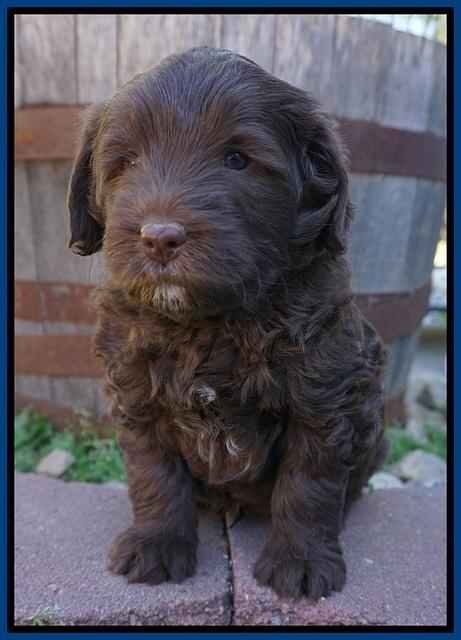 Fanny Deacon pups 5 wks old 51